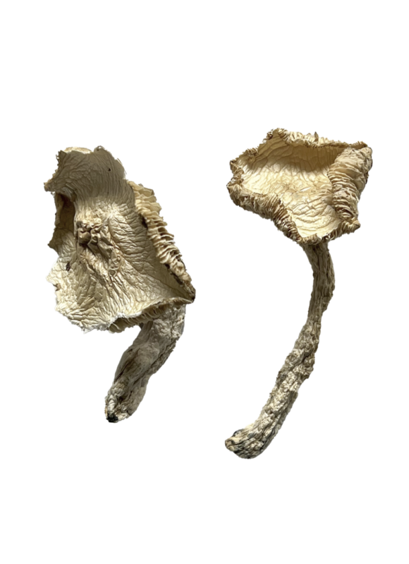 Buy Stakz Magic Mushrooms